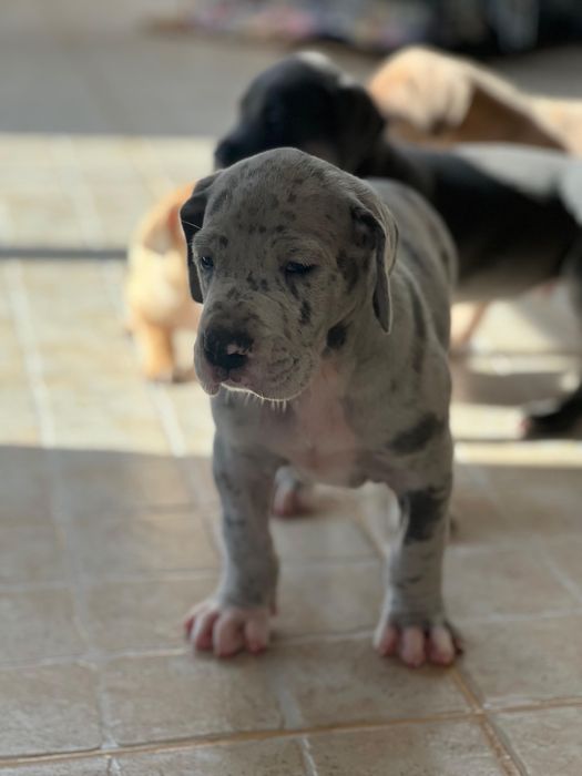 Dogue Alemao Merle com Lop