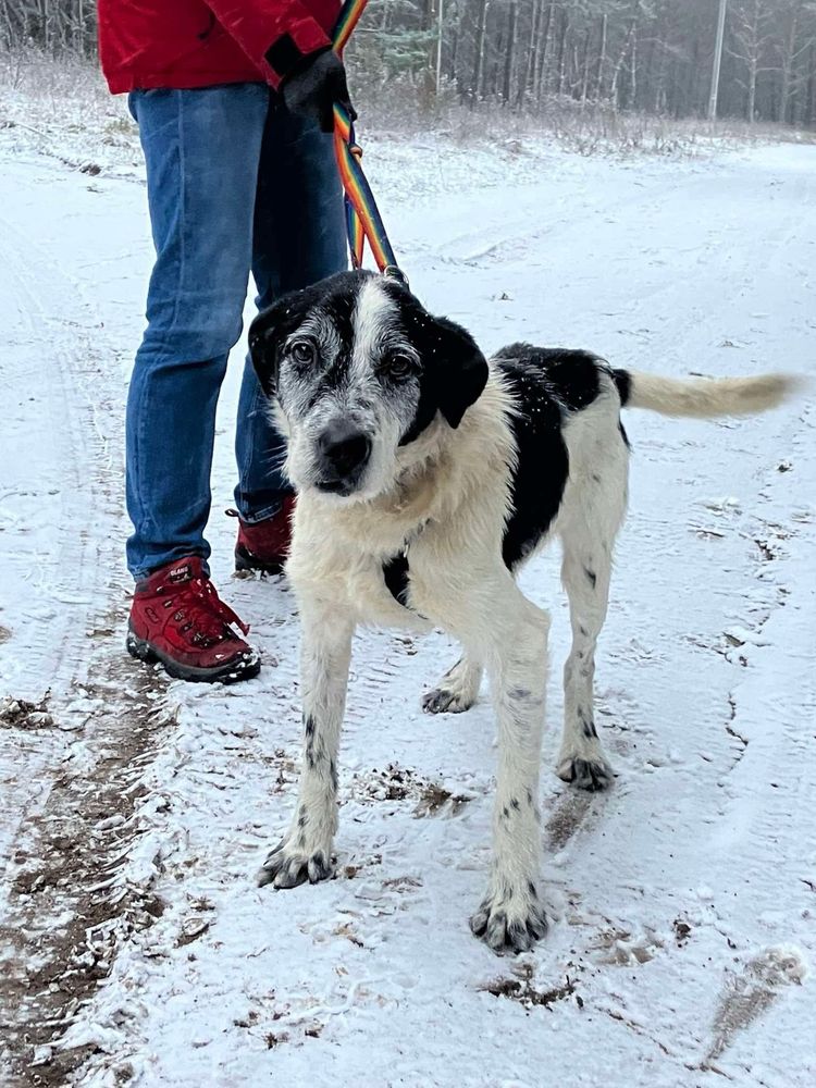 Hans w typie wyżła poleca się do adopcji