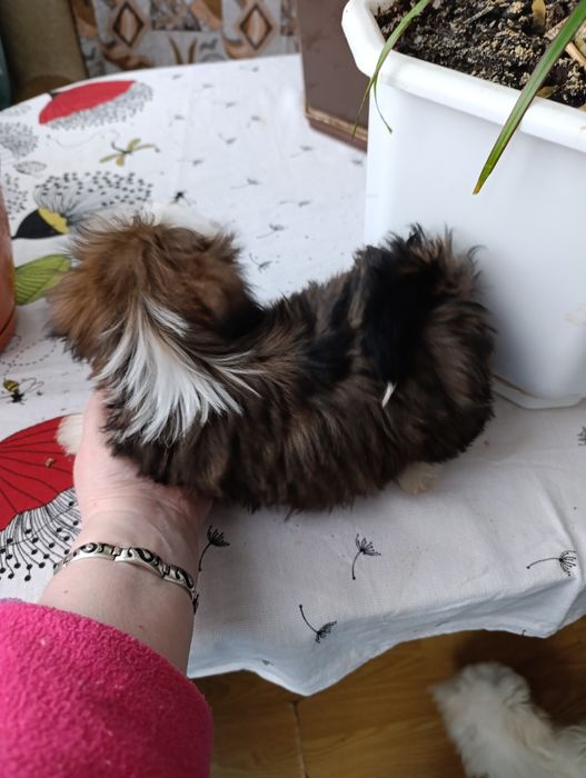 Девочка ши тцу..