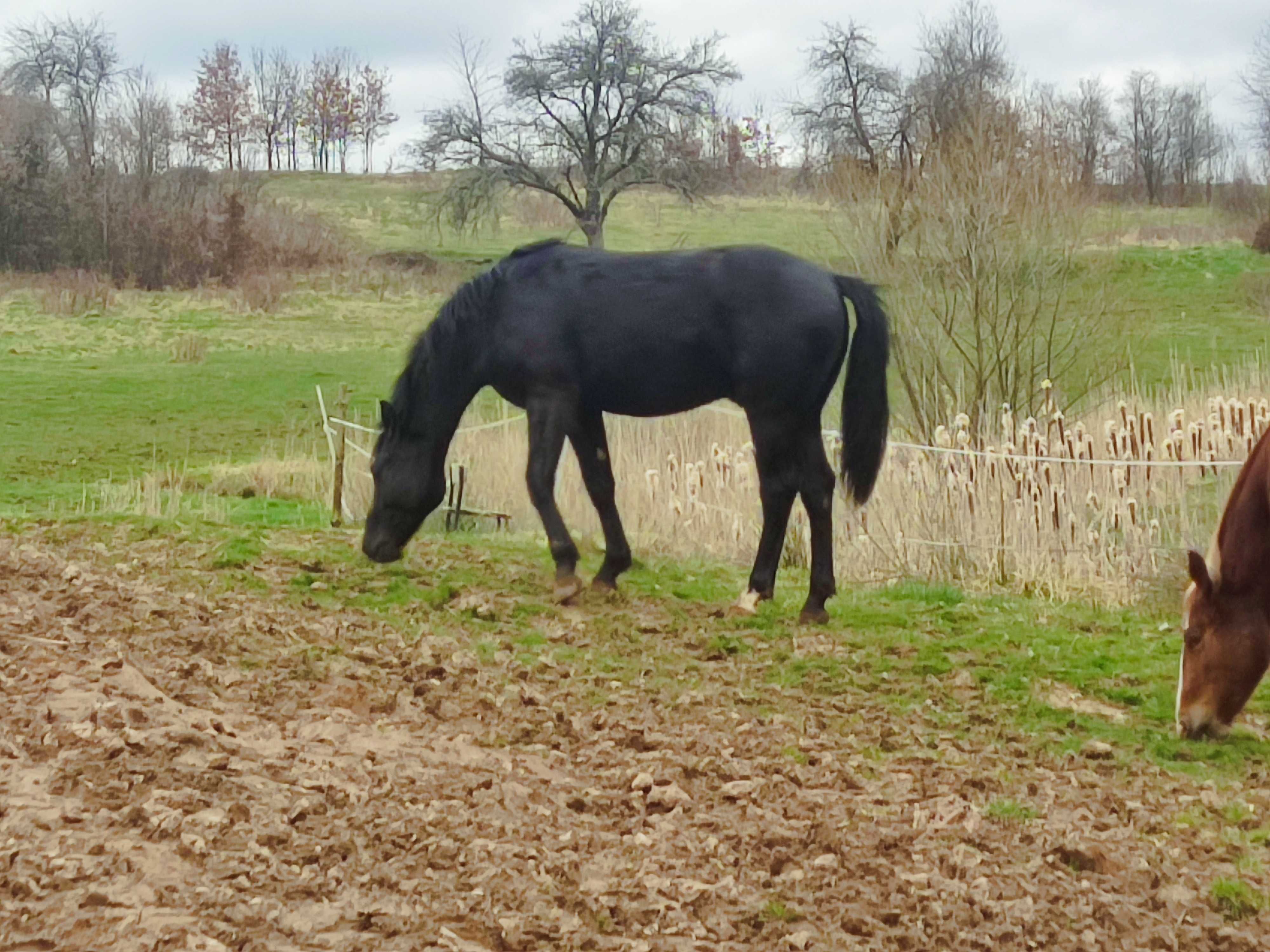 Sprzedam ogiery śląskie