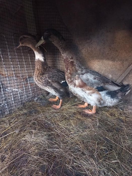 Kaczki 2 ,kaczor i kaczka