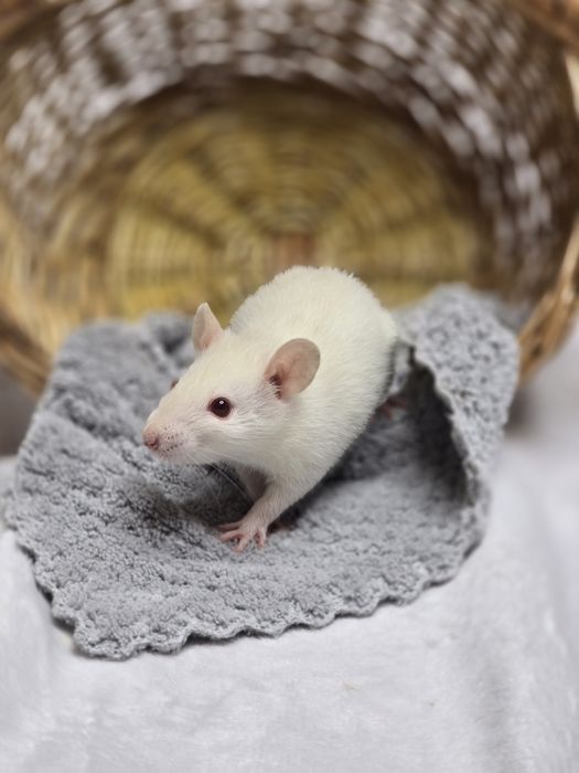 Ручные крысята дамбо. Есть доставка, клетки. Домашние ручные крысы, кр