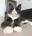 Maine Coon cudny Bicor