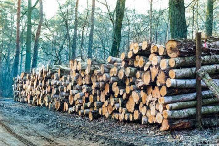 Sprzedaż opalu sosna brzoza jodła mieszane