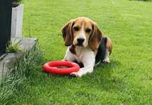 Beagle szuka domu tri color orginał z metryczką