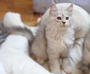 Srebrzysta tygrysica Maine coon