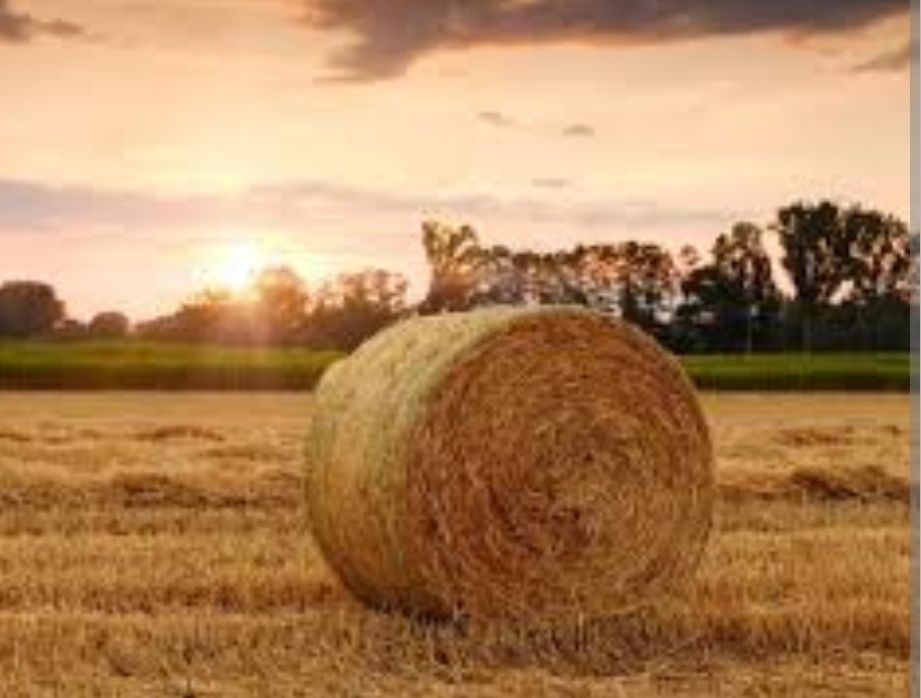 Sloma tegoroczna pszenżyto i jęczmień