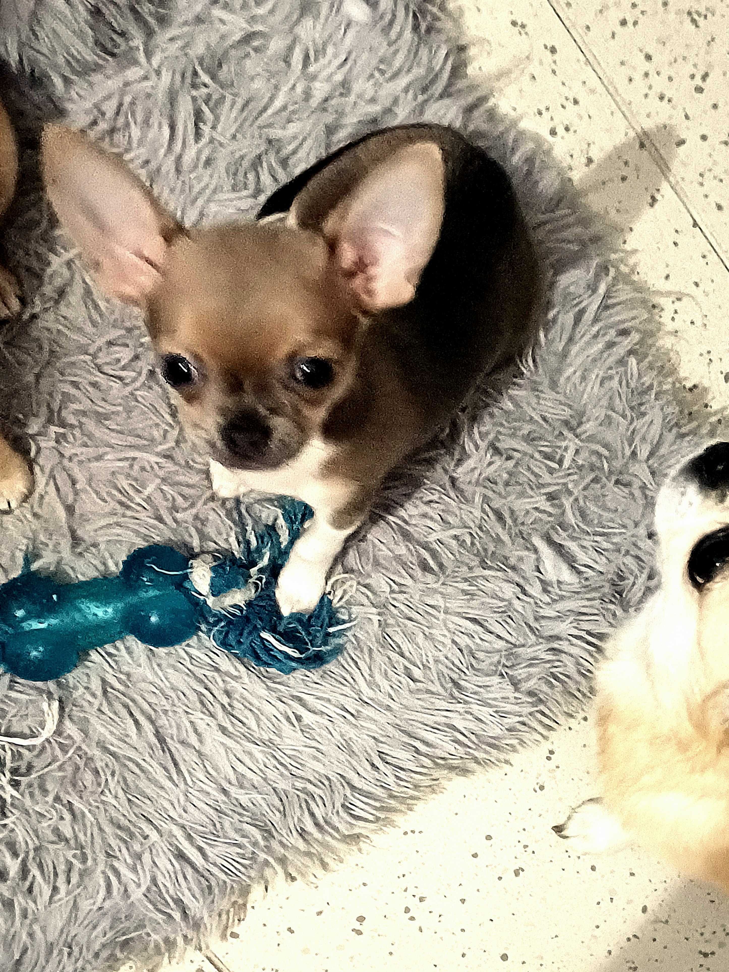 Chihuahua Niebieska Maleńka Piękność XSS Dziewczynka