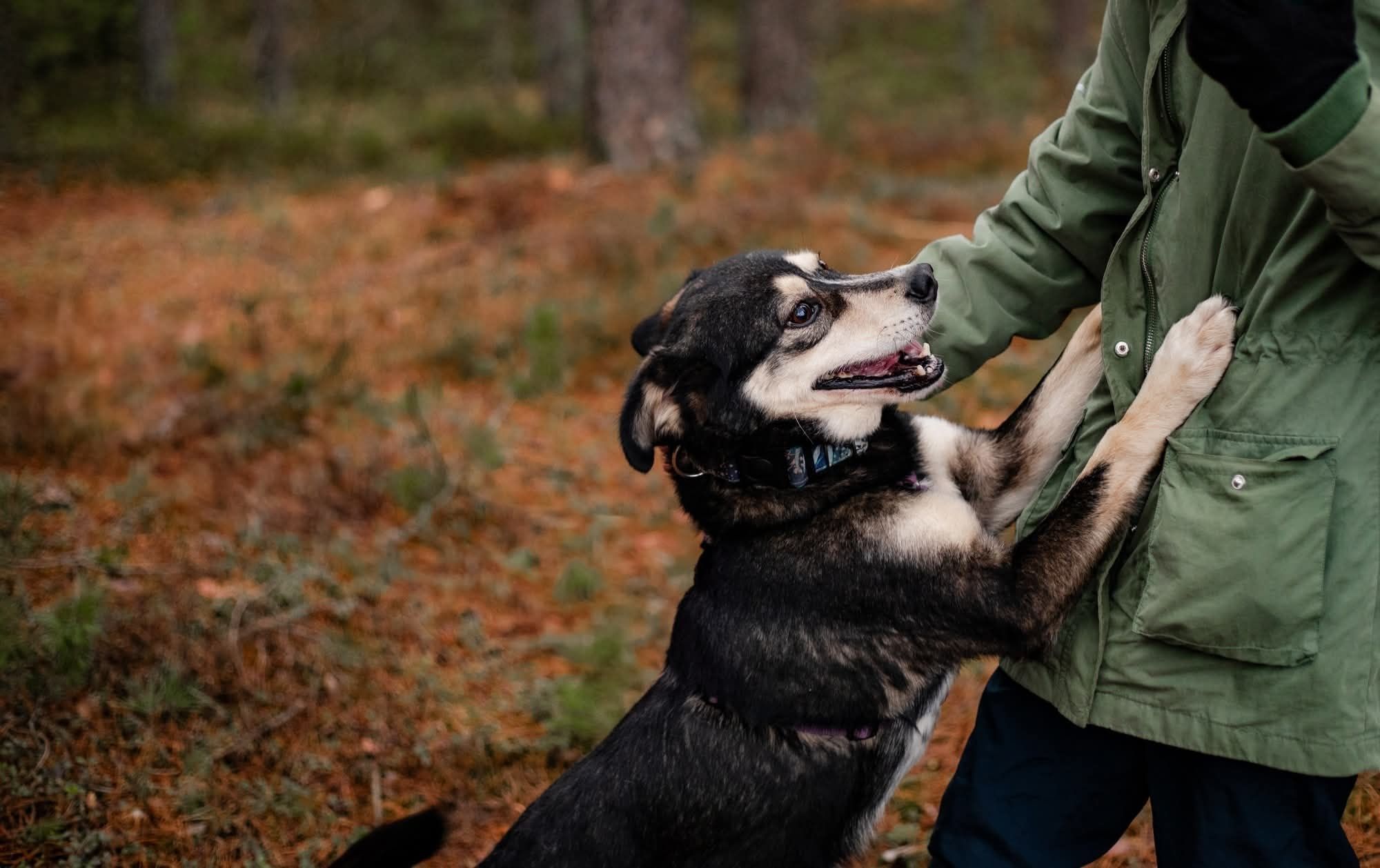 Kross, czyli wesoły mix labrador i husky