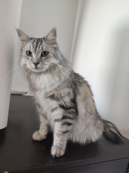 Kotka Syberyjska z rodowodem FPL