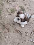 Shih tzu  szczeniaki