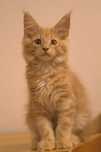 Maine coon kocurek Natan