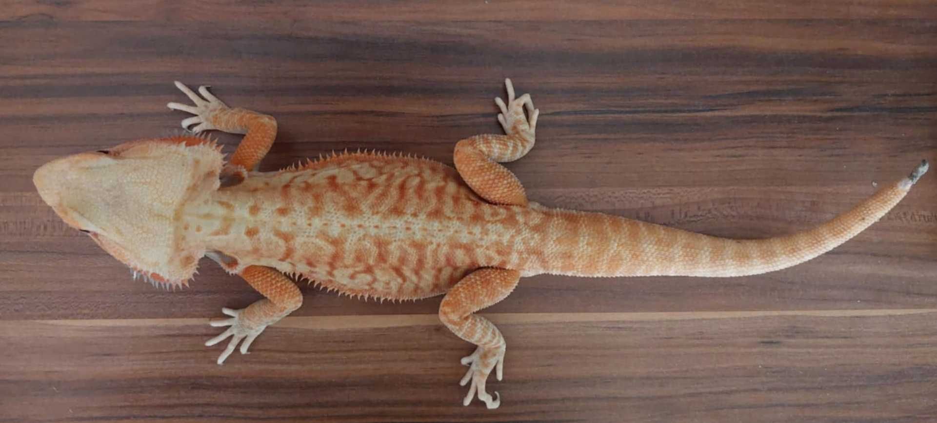 Agama brodata Orange/Red het witblits/trans/hypo/leatherback