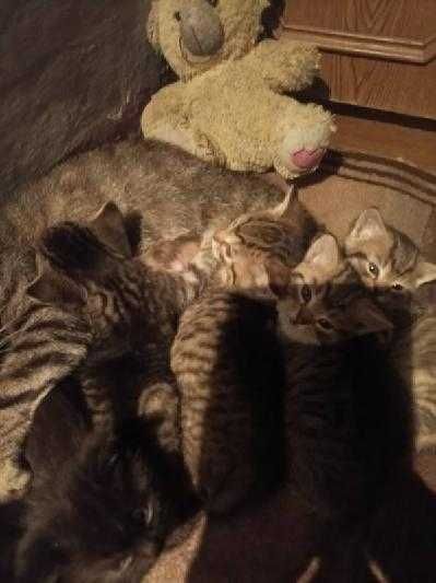 do oddania malutkie kotki