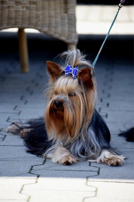 Suczka yorkshire terrier