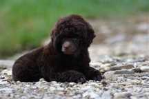 Pudel Toy Brown pudel
