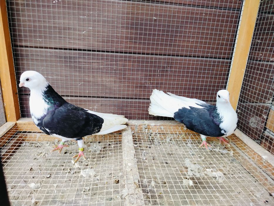 Gołębie zamojskie bociany