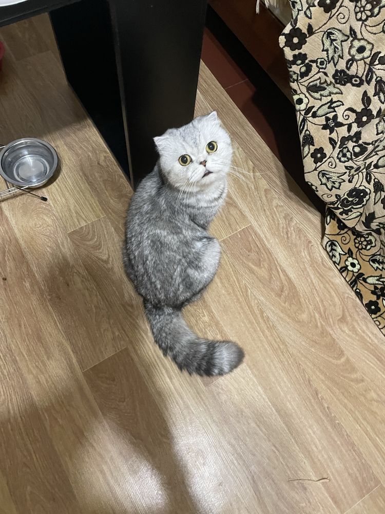 Скоттиш фолд котята остался(мальчик)