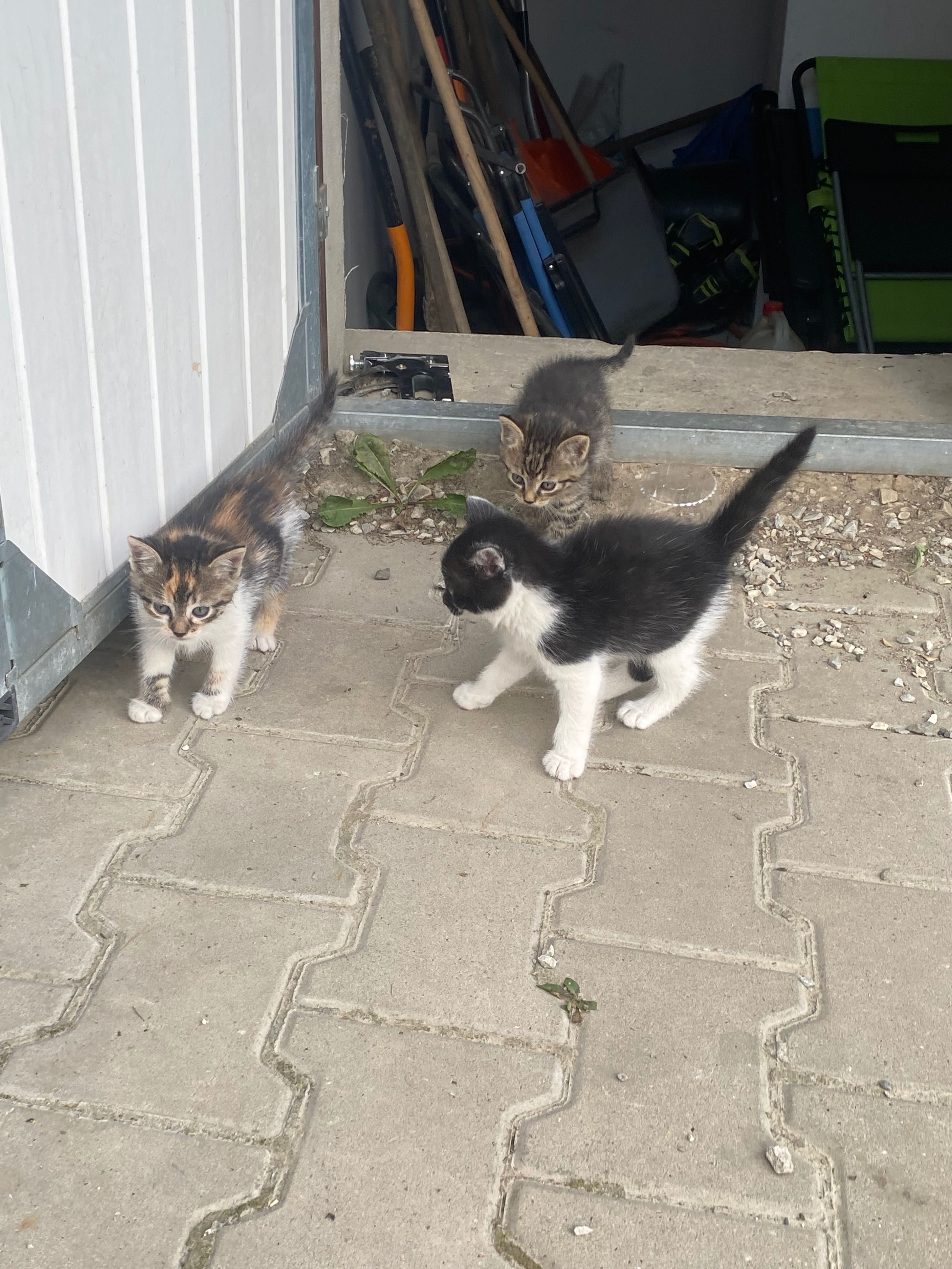 Oddam kotki w dobre ręce Nowy Sącz