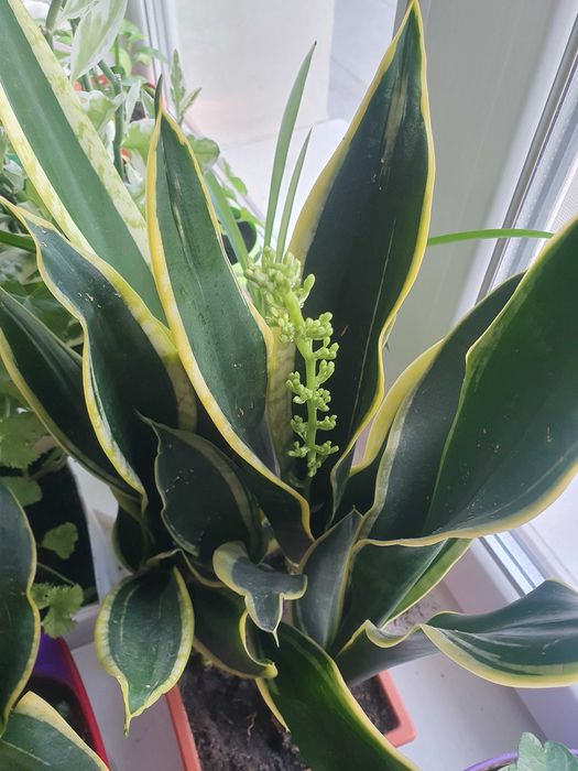 Квітуча сансевієрія з жовтим обідком. Кімнатні рослини