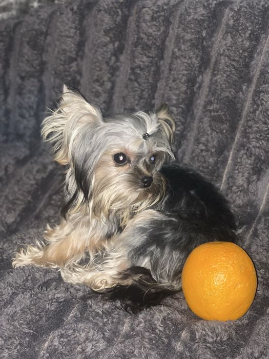 Дівчатка 9 місяців міні