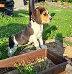 Beagle Bigiel Suczka Szczeniak Dziewczynka
