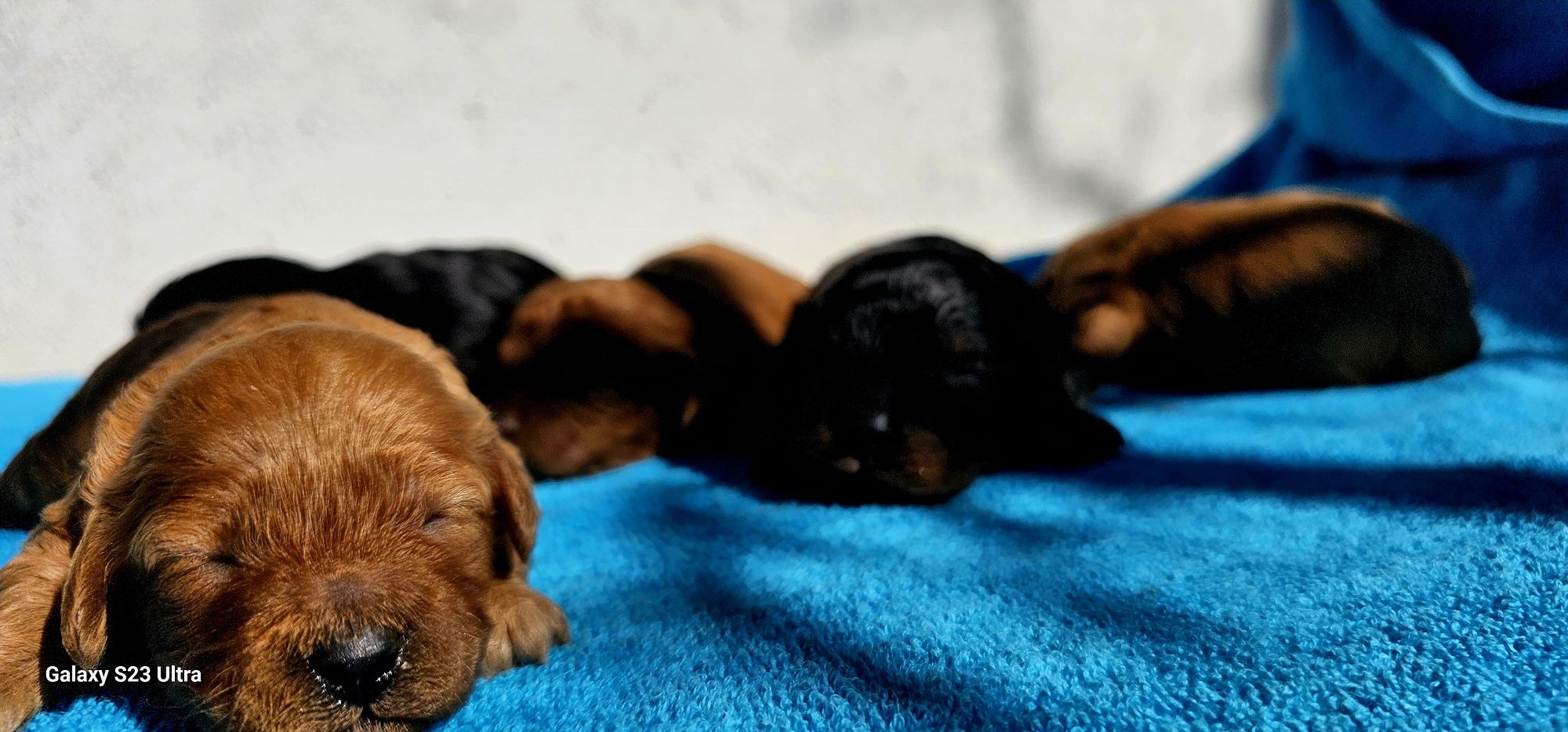 Cavapoo cavadoodle piesek f1b