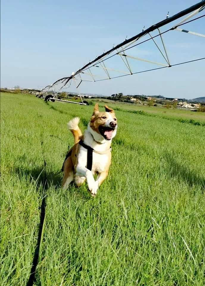 Simba - Cão porte médio para adoção