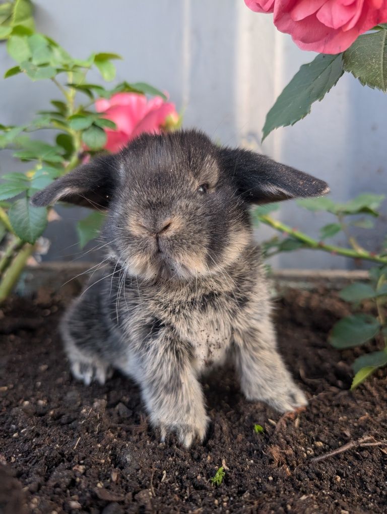 Mini lop, baranek miniaturka, metryka