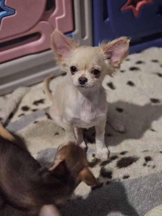 Sliczny kremowy chihuahua dlugowlosy jak lisek