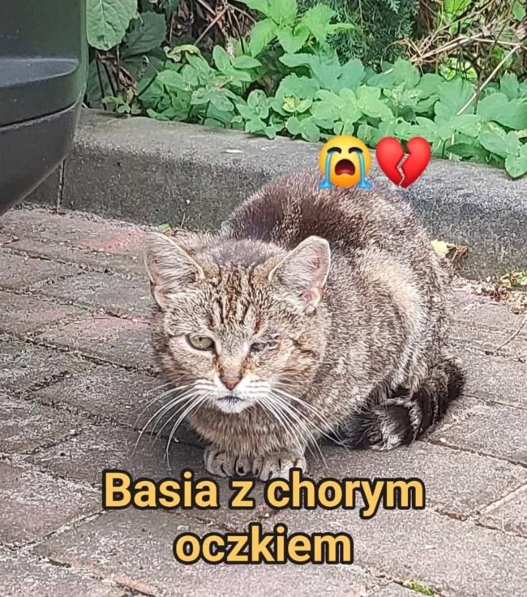 Kotek do adopcji