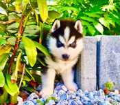Szczeniak Siberian Husky rodowód ZKwP FCI Champion Puppy Pedigree