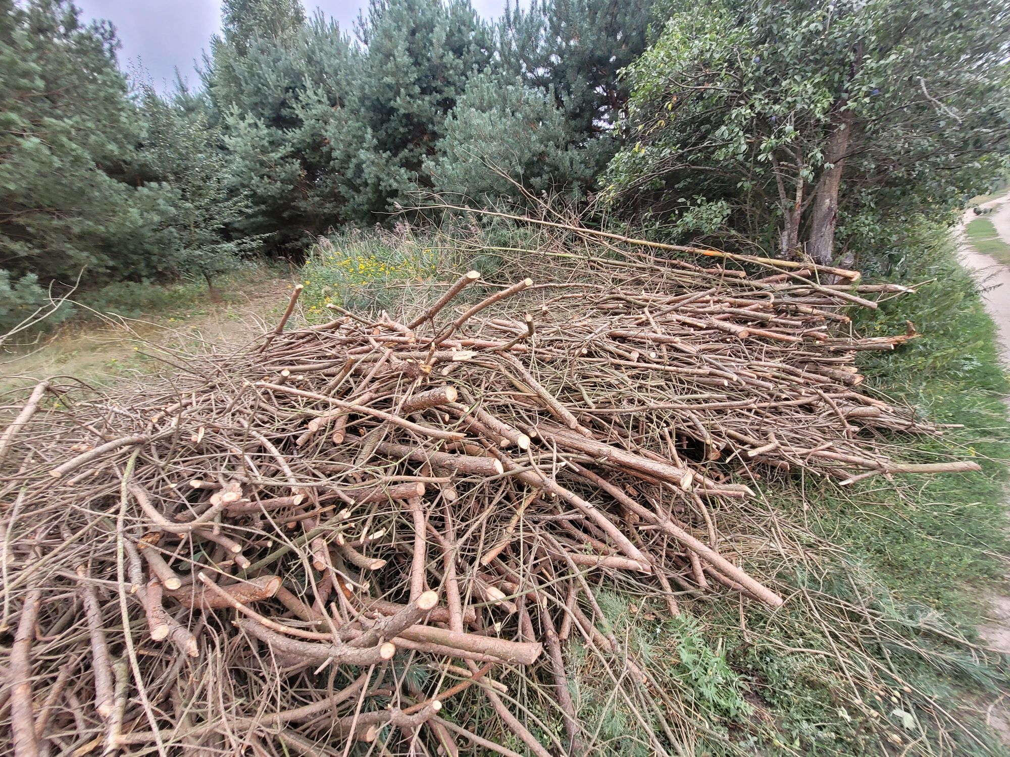 Gałęziówka, chrust, oddam za darmo