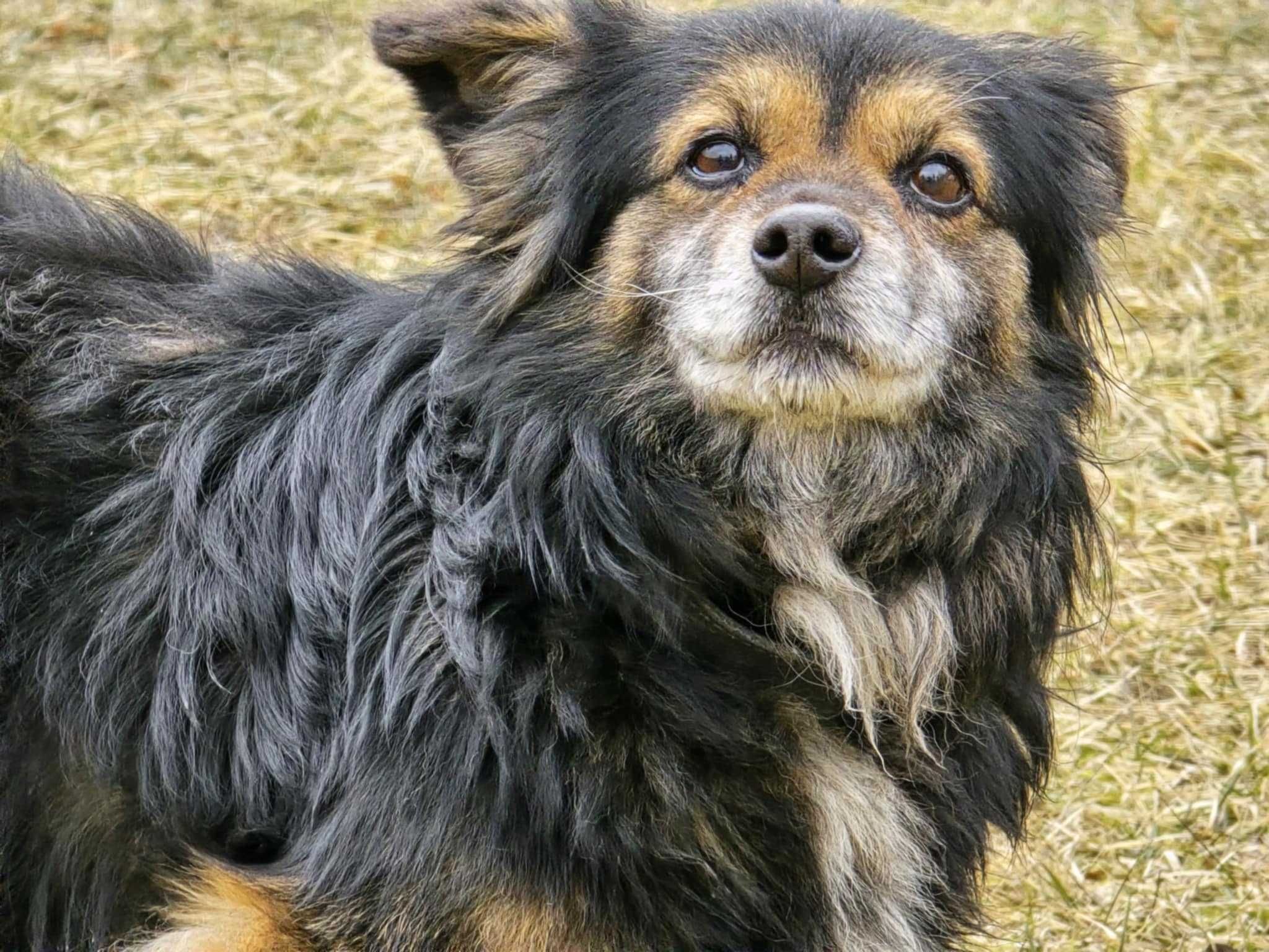 Amper - mały, przyjazny kundelek do adopcji