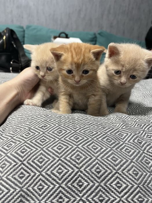 Британські кошенята