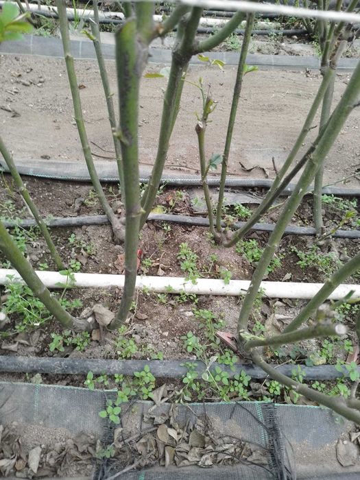 Pés de roseira para plantar / rosas para decoração / arranjos