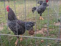 Інкубаційне яйце курей Корніш (смугастий, мідний)