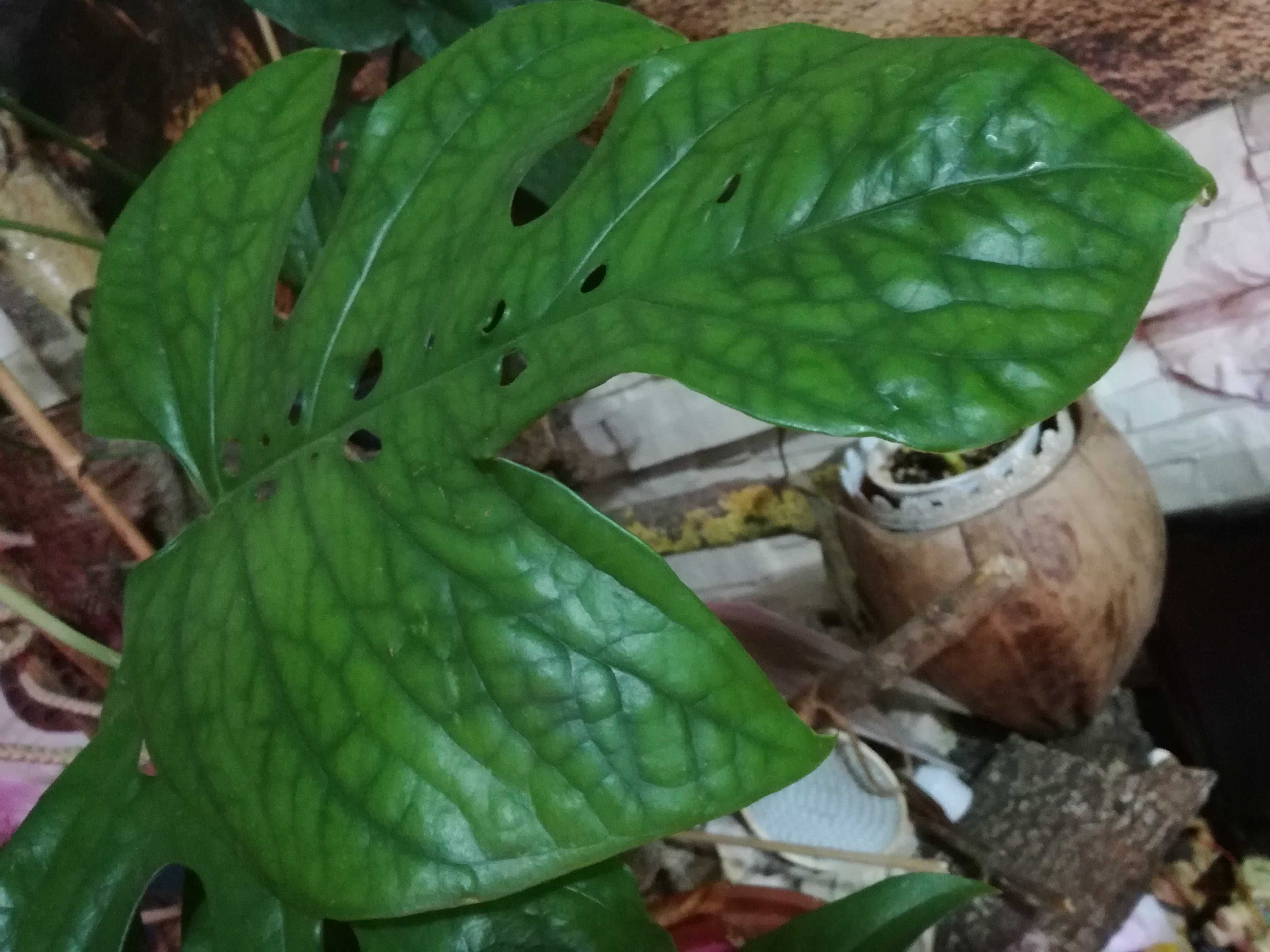 INTERNATIONAL Amydrium Spiderman Monstera philodendron filodendron med