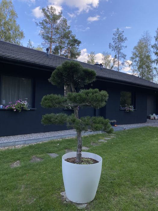 Sosna czarna Bonsai formowana niwaki pinus nigra drzewo drzewko