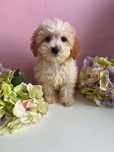 Cukierkowa dziewczynka Maltipoo nauczona czystości wychowana z dziećmi