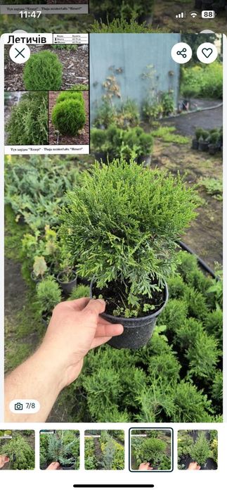 Туї смарагд, Ауреа Нана,колумна,шаровидні , ялівці горизонтальні,