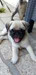 Pug carlin excelente .
