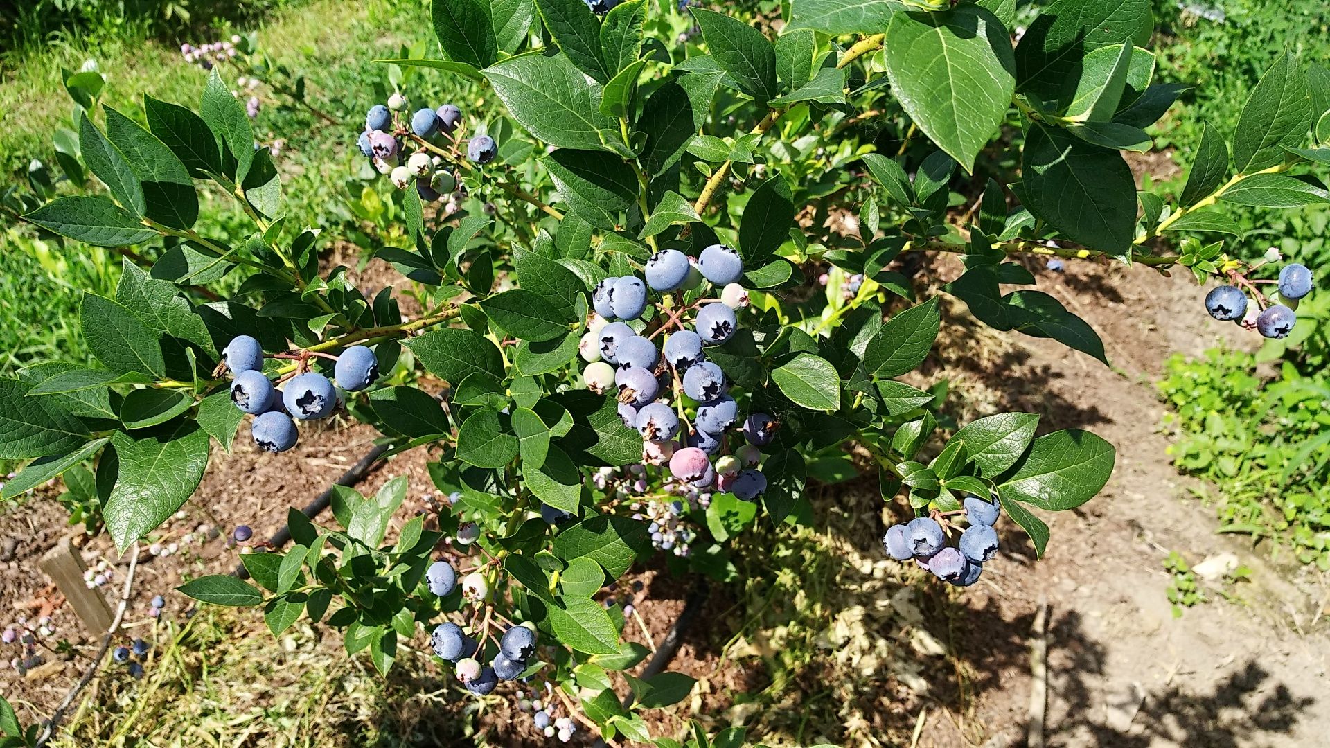 Продам саджанці Лохина Високоросла