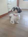 Suczka Shih TZU szuka domu