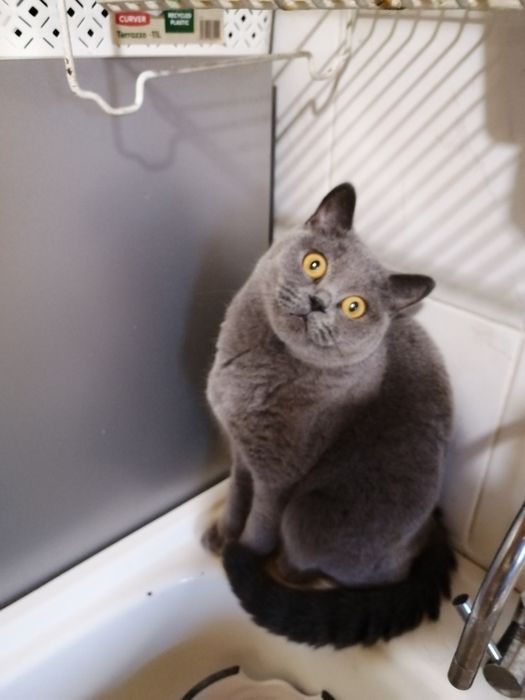 Piękna kotka Brytyjska niebieska