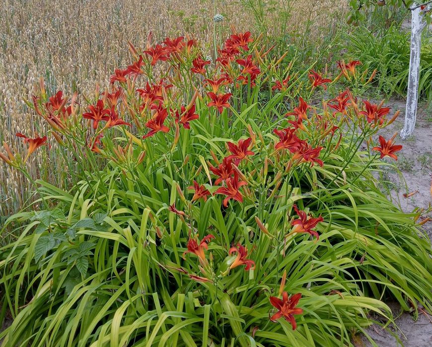лилейники, колокольчики  карпатский и персиколистный, лаванда