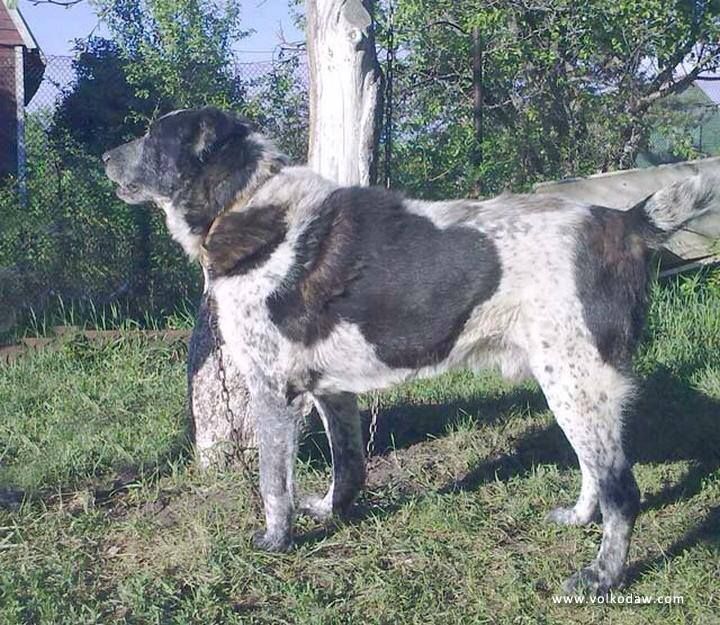 Племінний розплідник середньоазіатська вівчарка- УРУШ УРС- реєстр FCI