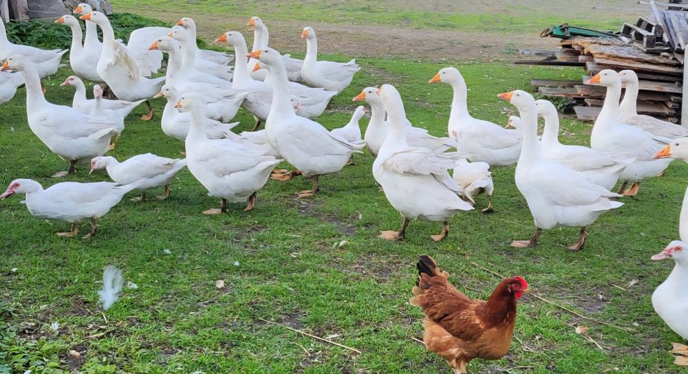 Żywa gęś gąska gęsi