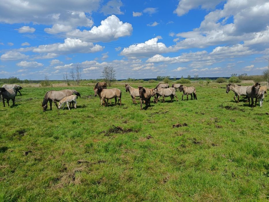 Klaczka dwa lata Konik Polski