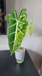 Alokazja alokasia Frydek variegata